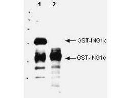 Western blot analysis of Human ING1 present in cell nuclear extracts using p33 ING1 antibody