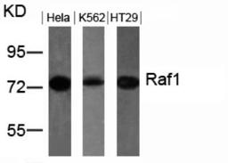 Western blot analysis of lysed extracts from HeLa, K562 and HT29 cells using Raf1 (Ab-259).