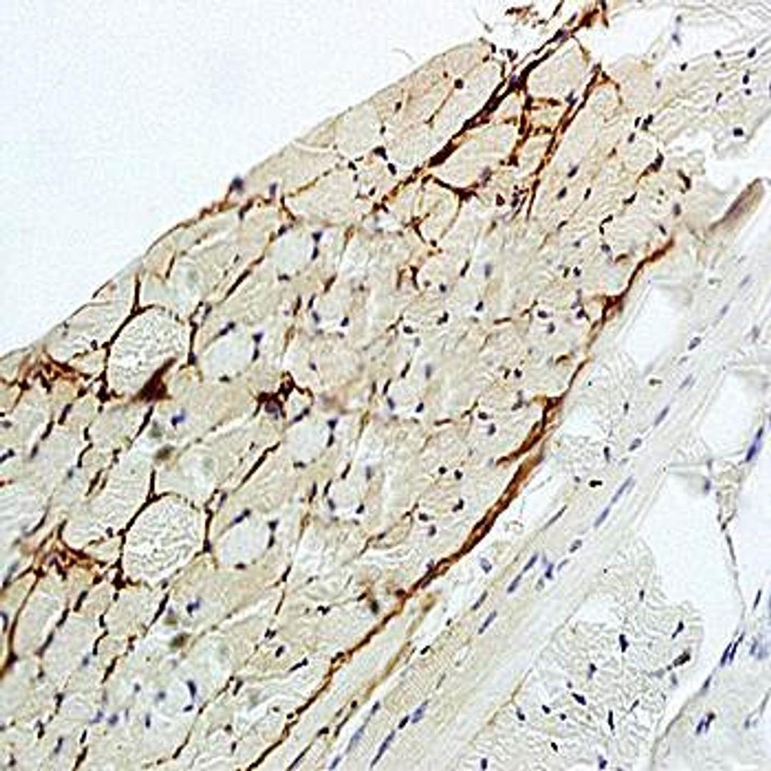 Immunohistochemical analysis of formalin-fixed and paraffin embedded rat tongue tissue using Cytokeratin 6 antibody