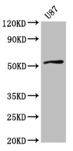 Western Blot. Positive WB detected in: U87 whole cell lysate. All lanes: SLC22A17 antibody at 4µg/ml. Secondary. Goat polyclonal to rabbit IgG at 1/50000 dilution. Predicted band size: 58, 56, 22 kDa. Observed band size: 58 kDa
