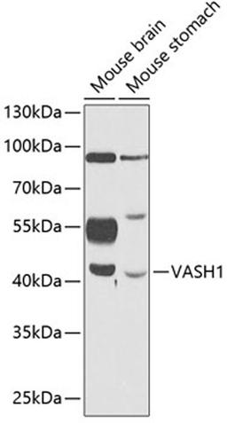 Western blot - VASH1 antibody (A12569)