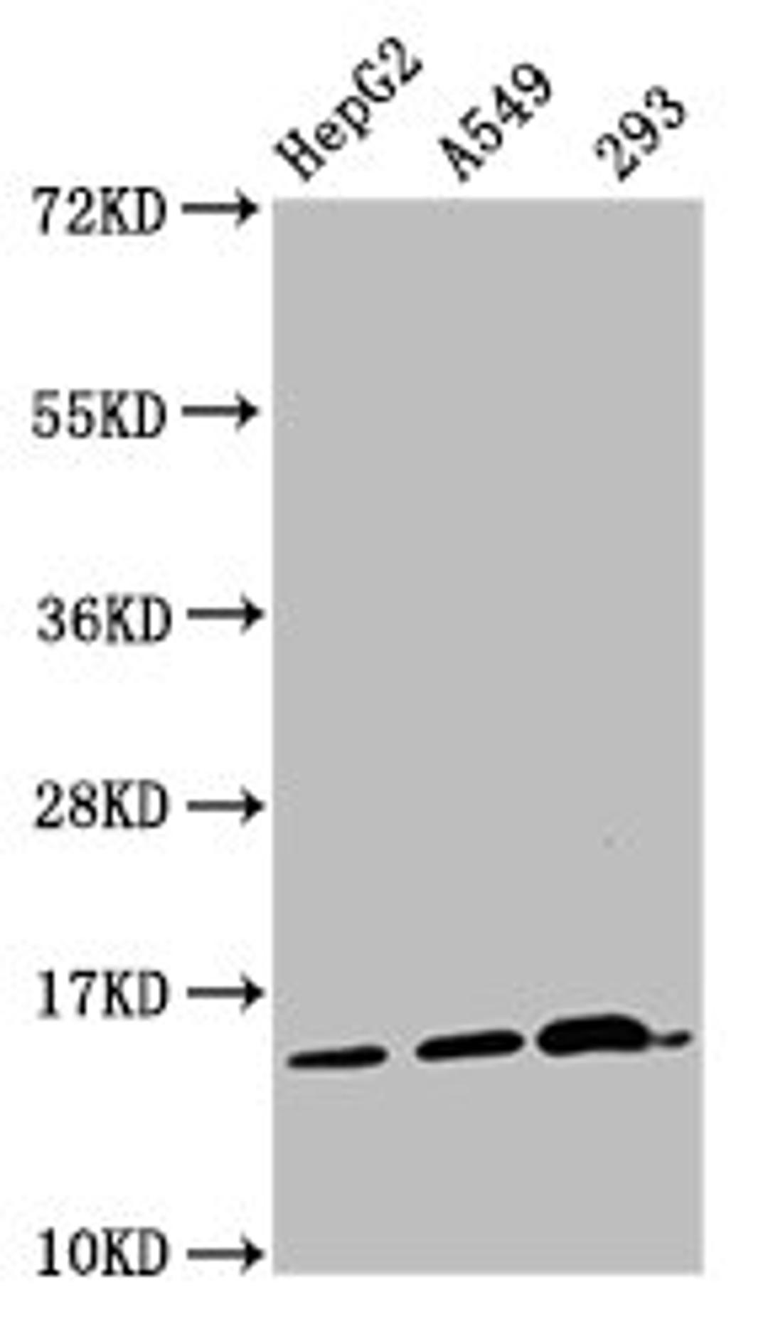 Western Blot. Positive WB detected in: HepG2 whole cell lysate, A549 whole cell lysate, 293 whole cell lysate. All lanes: HIST1H2AG antibody at 1µg/ml. Secondary. Goat polyclonal to rabbit IgG at 1/50000 dilution. Predicted band size: 15 kDa. Observed band size: 15 kDa