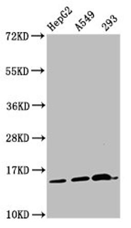 Western Blot. Positive WB detected in: HepG2 whole cell lysate, A549 whole cell lysate, 293 whole cell lysate. All lanes: HIST1H2AG antibody at 1µg/ml. Secondary. Goat polyclonal to rabbit IgG at 1/50000 dilution. Predicted band size: 15 kDa. Observed band size: 15 kDa