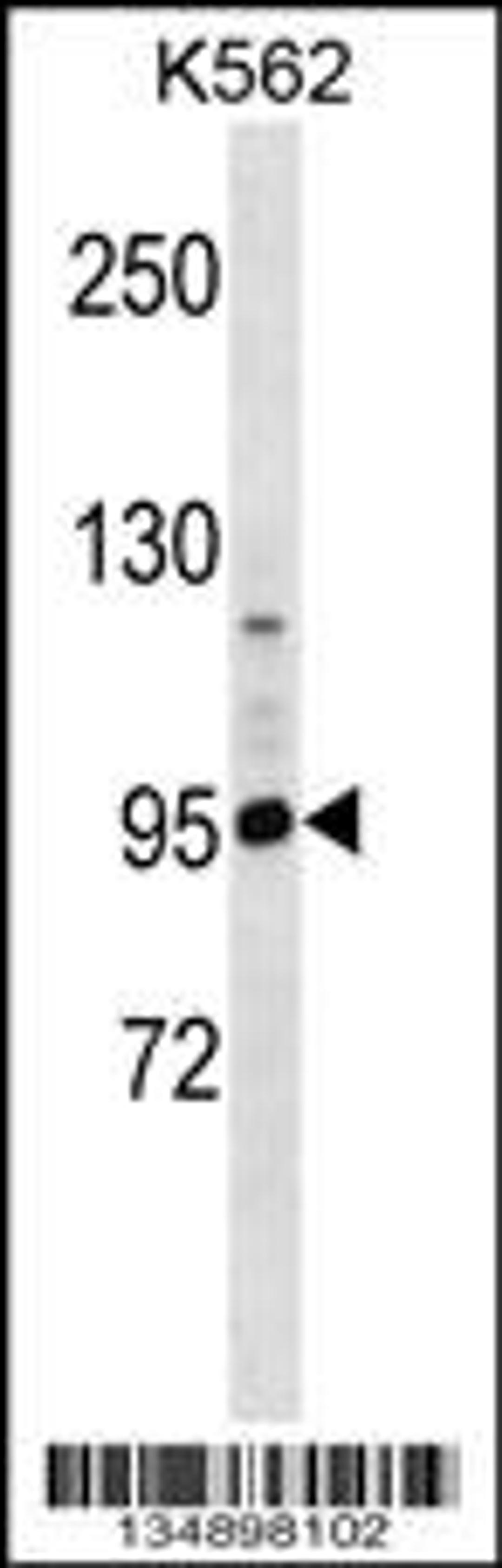 Western blot analysis in K562 cell line lysates (35ug/lane).