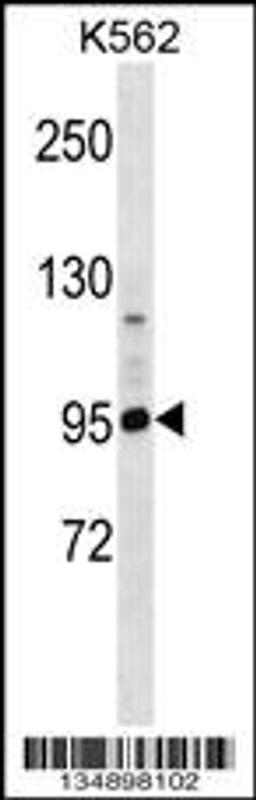 Western blot analysis in K562 cell line lysates (35ug/lane).