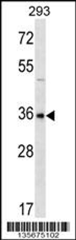 Western blot analysis in 293 cell line lysates (35ug/lane).