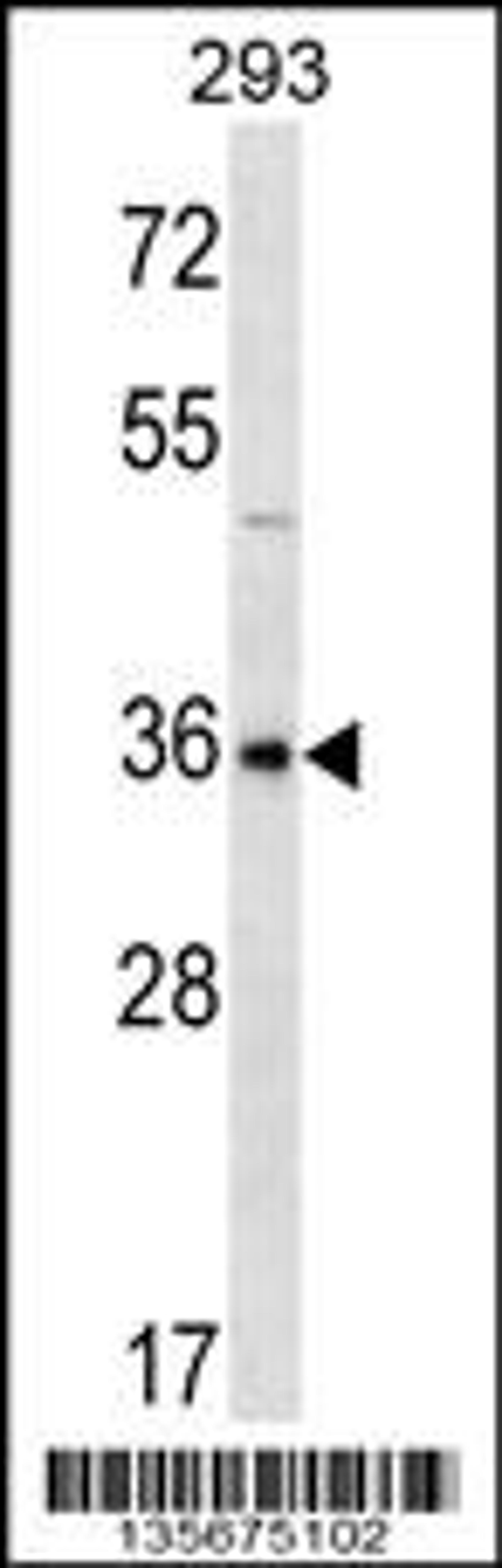 Western blot analysis in 293 cell line lysates (35ug/lane).