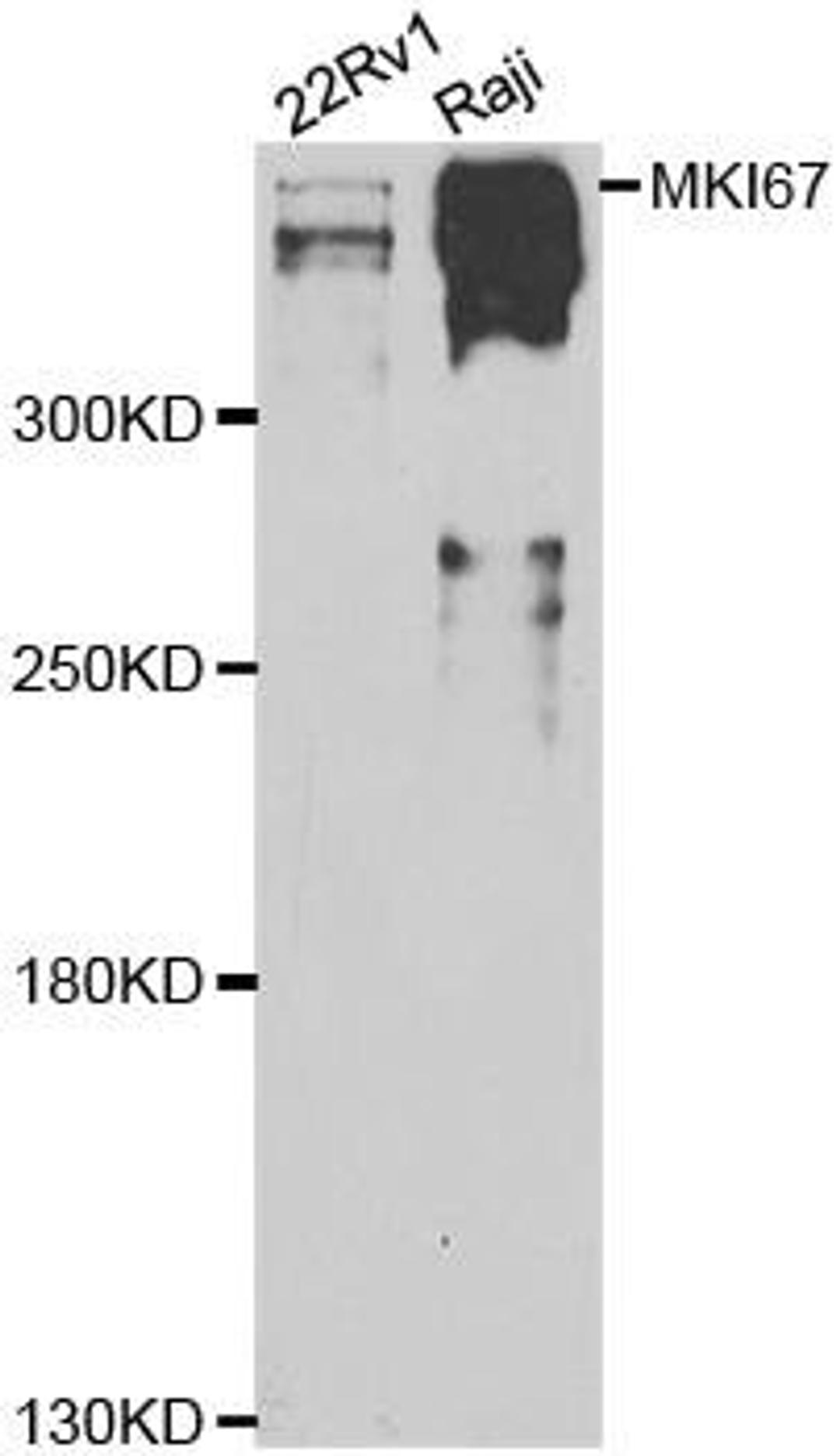 Western blot analysis of extracts of various cell lines using MKI67 antibody