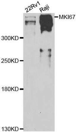 Western blot analysis of extracts of various cell lines using MKI67 antibody