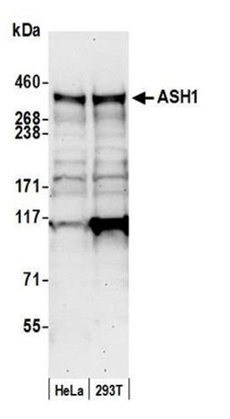 Detection of human ASH1 by western blot.