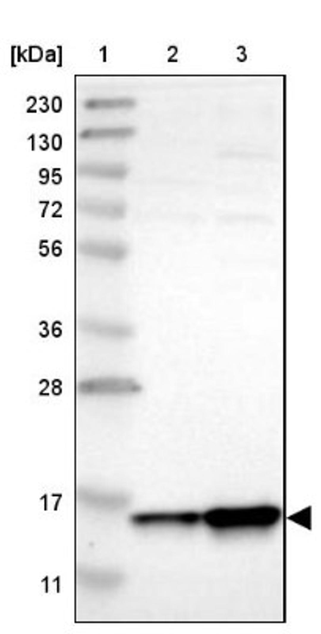 Western Blot: HINT2 Antibody [NBP1-86024] - Lane 1: Marker [kDa] 230, 130, 95, 72, 56, 36, 28, 17, 11<br/>Lane 2: Human cell line RT-4<br/>Lane 3: Human cell line U-251MG sp