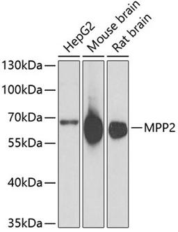 Western blot - MPP2 antibody (A6659)