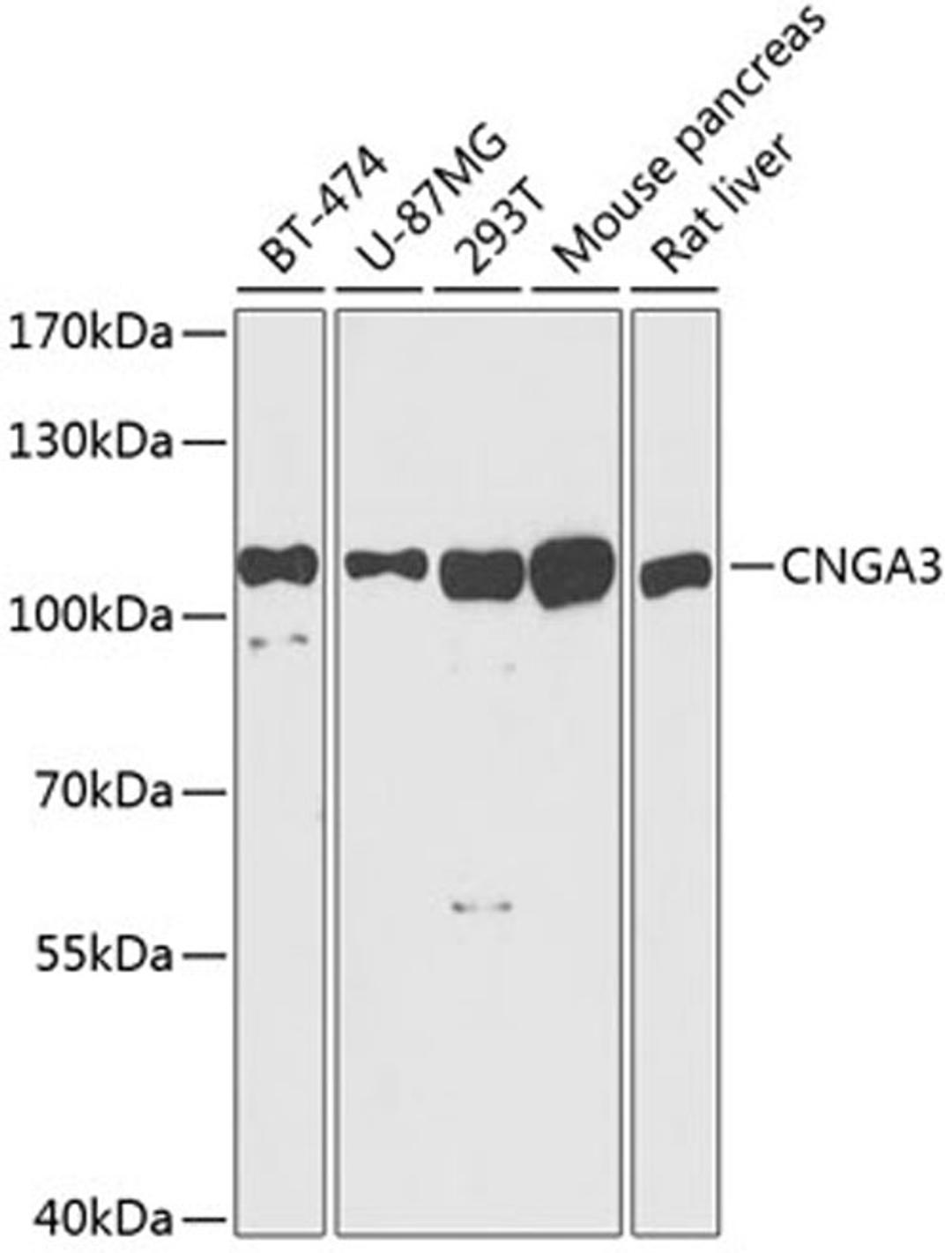 Western blot - CNGA3 antibody (A3288)
