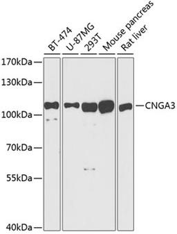 Western blot - CNGA3 antibody (A3288)