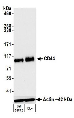 Detection of mouse CD44 by western blot.