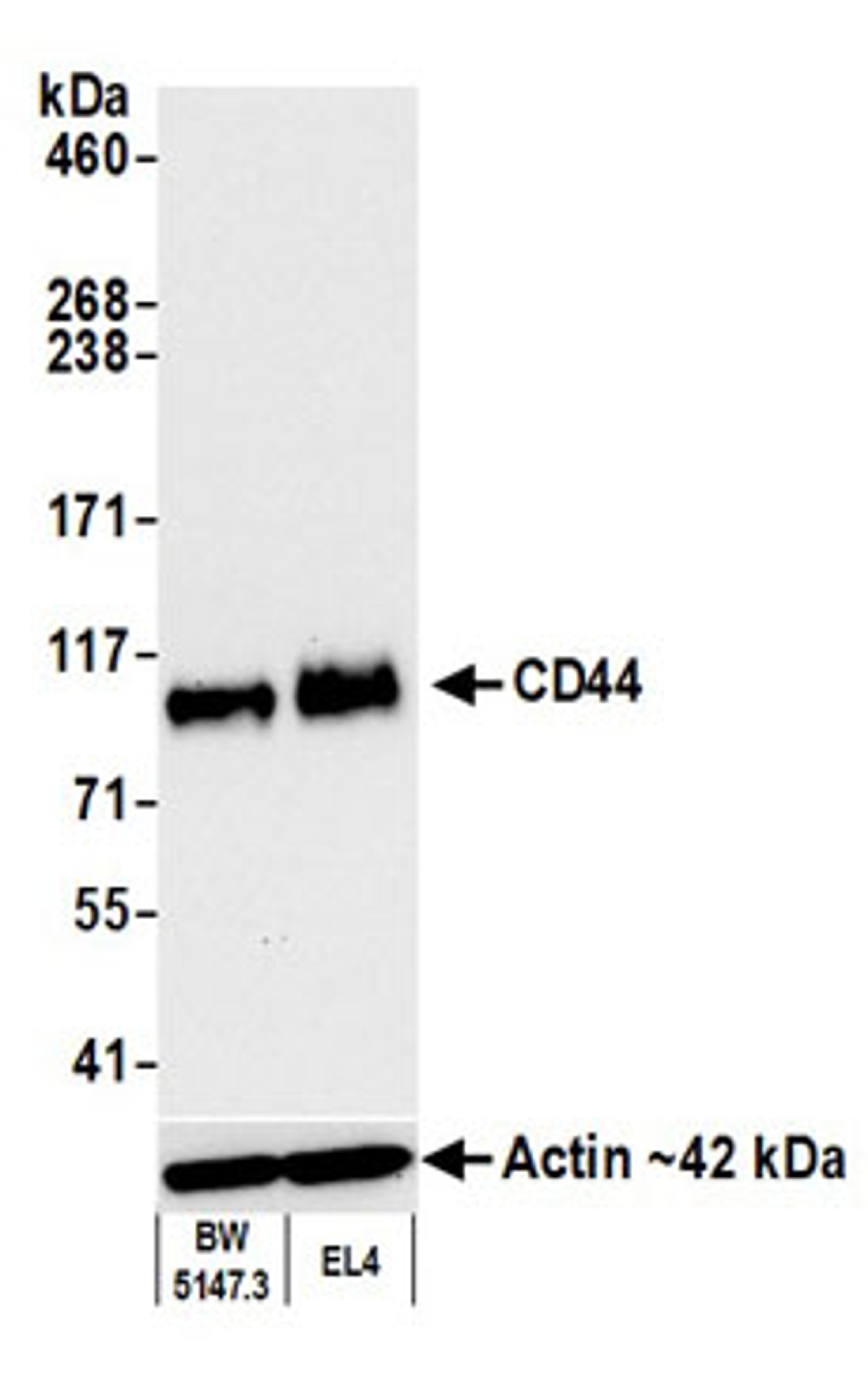 Detection of mouse CD44 by western blot.