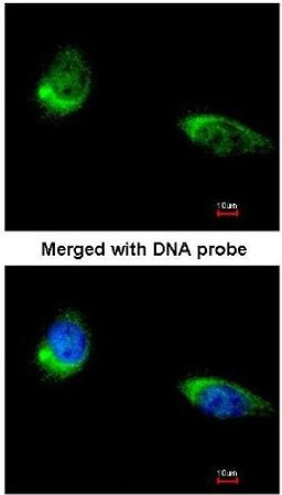 Immunocytochemistry/Immunofluorescence: RPS3 Antibody [NBP1-33691] - Paraformaldehyde-fixed HeLa, using antibody at 1:200 dilution.