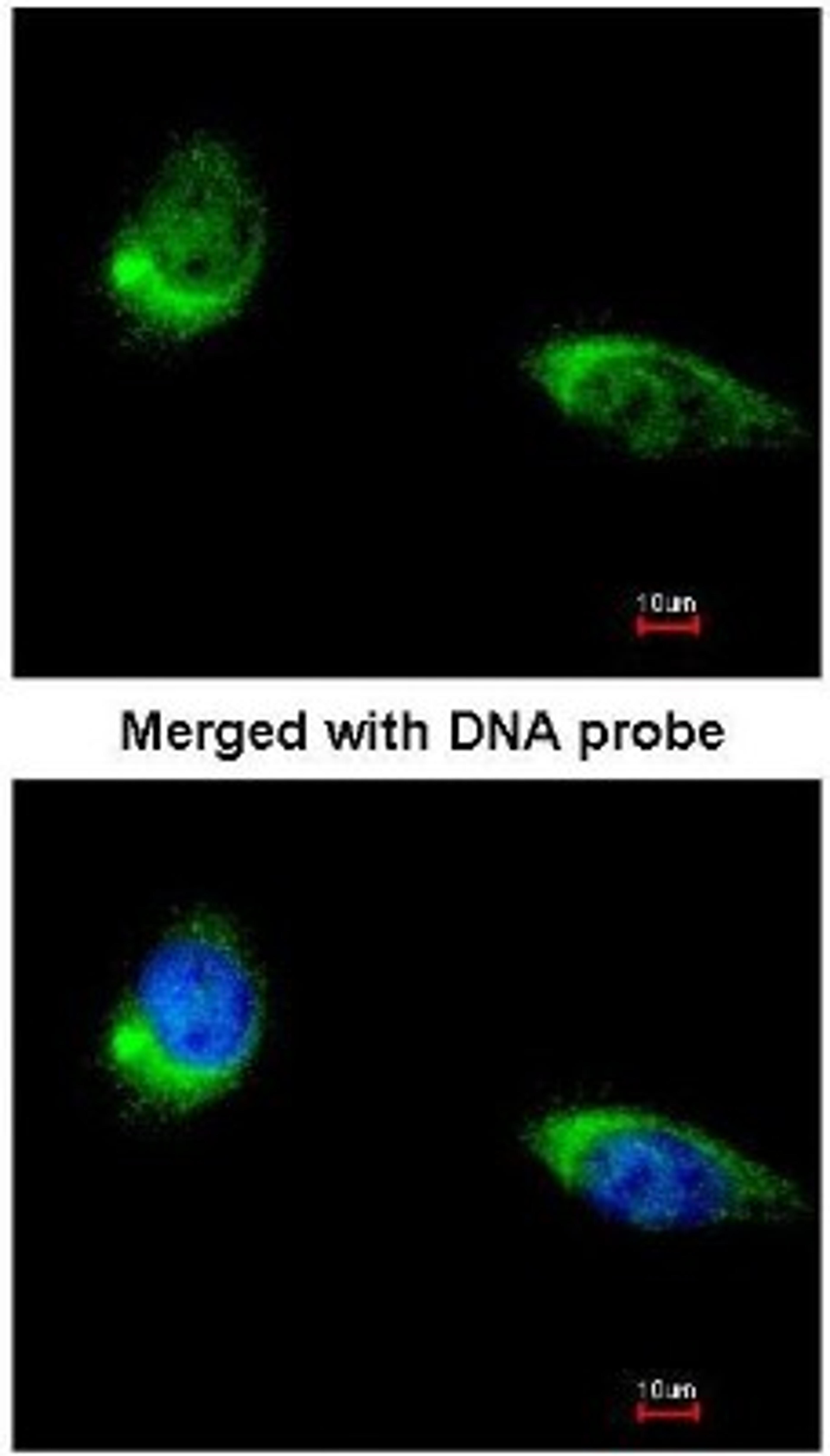 Immunocytochemistry/Immunofluorescence: RPS3 Antibody [NBP1-33691] - Paraformaldehyde-fixed HeLa, using antibody at 1:200 dilution.