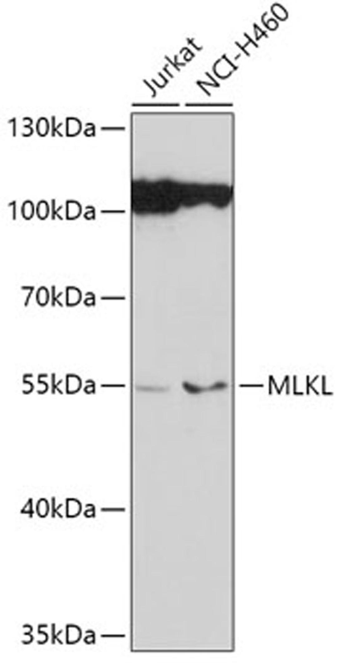 Western blot - MLKL antibody (A13451)