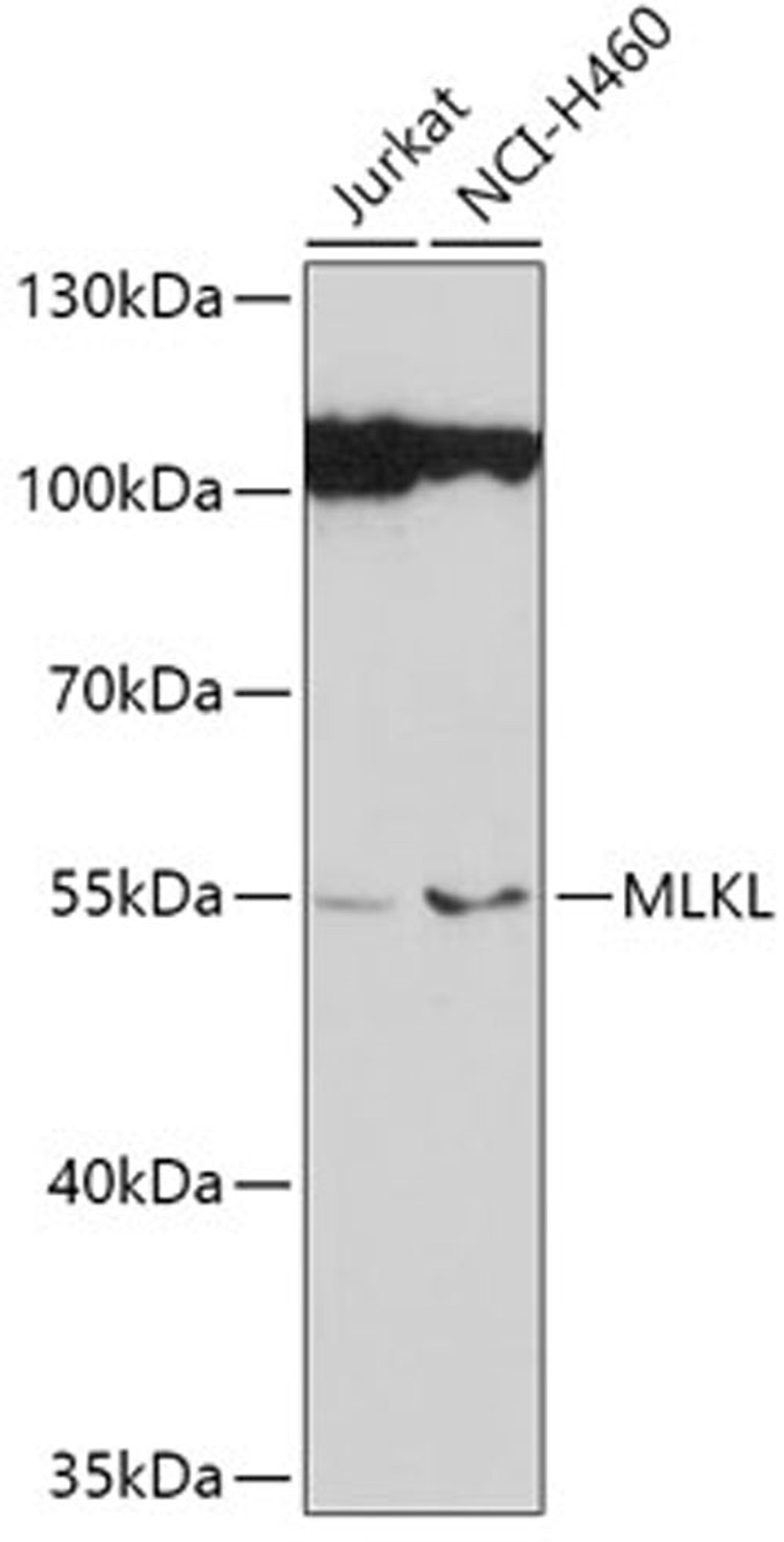 Western blot - MLKL antibody (A13451)