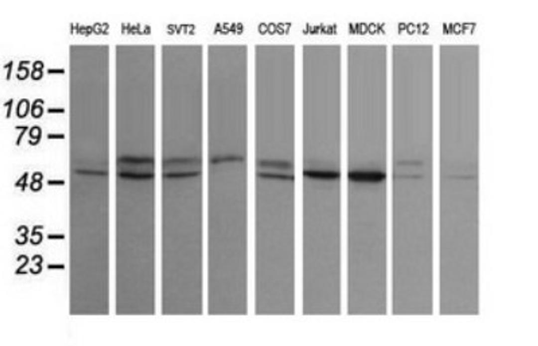 Western Blot: STK38L Antibody (4D8) [NBP2-45983] - Analysis of extracts (35ug) from 9 different cell lines by usin g STK38L monoclonal antibody (HepG2: human; HeLa: human; SVT2: mouse; A549: human; COS7: monkey; Jurkat: human; MDCK: canine; PC12: rat; MCF7: human).