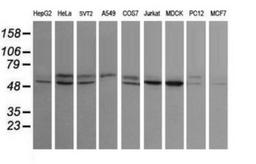 Western Blot: STK38L Antibody (4D8) [NBP2-45983] - Analysis of extracts (35ug) from 9 different cell lines by usin g STK38L monoclonal antibody (HepG2: human; HeLa: human; SVT2: mouse; A549: human; COS7: monkey; Jurkat: human; MDCK: canine; PC12: rat; MCF7: human).