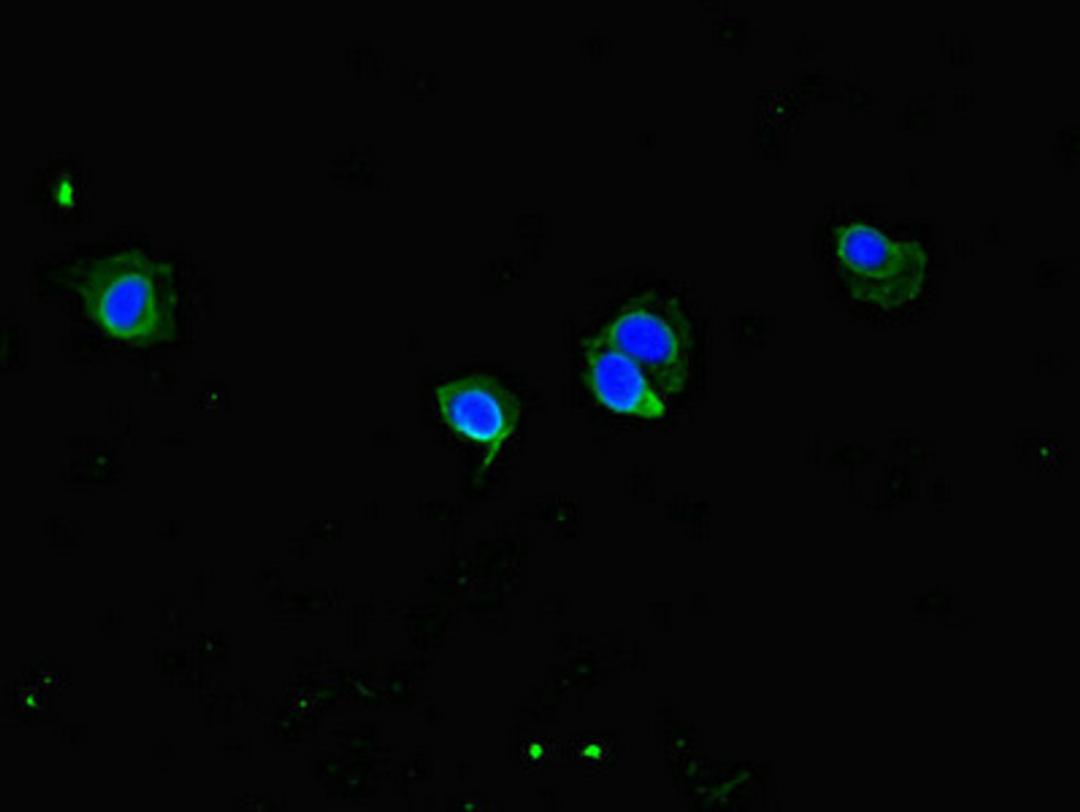 Immunofluorescent analysis of Hela cells using CSB-PA880938LA01HU at dilution of 1:100 and Alexa Fluor 488-congugated AffiniPure Goat Anti-Rabbit IgG(H+L)