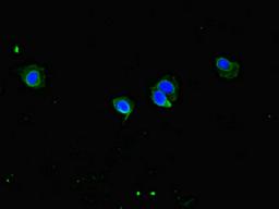 Immunofluorescent analysis of Hela cells using CSB-PA880938LA01HU at dilution of 1:100 and Alexa Fluor 488-congugated AffiniPure Goat Anti-Rabbit IgG(H+L)