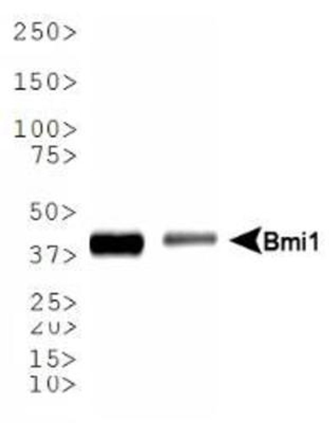 Western Blot: Bmi1 Antibody (LLBmi1-1) [NBP1-96140] - Western blot analysis of Bmi1 expression in 1) U2OS and 2) K562 whole cell lysates using NBP1-96140.