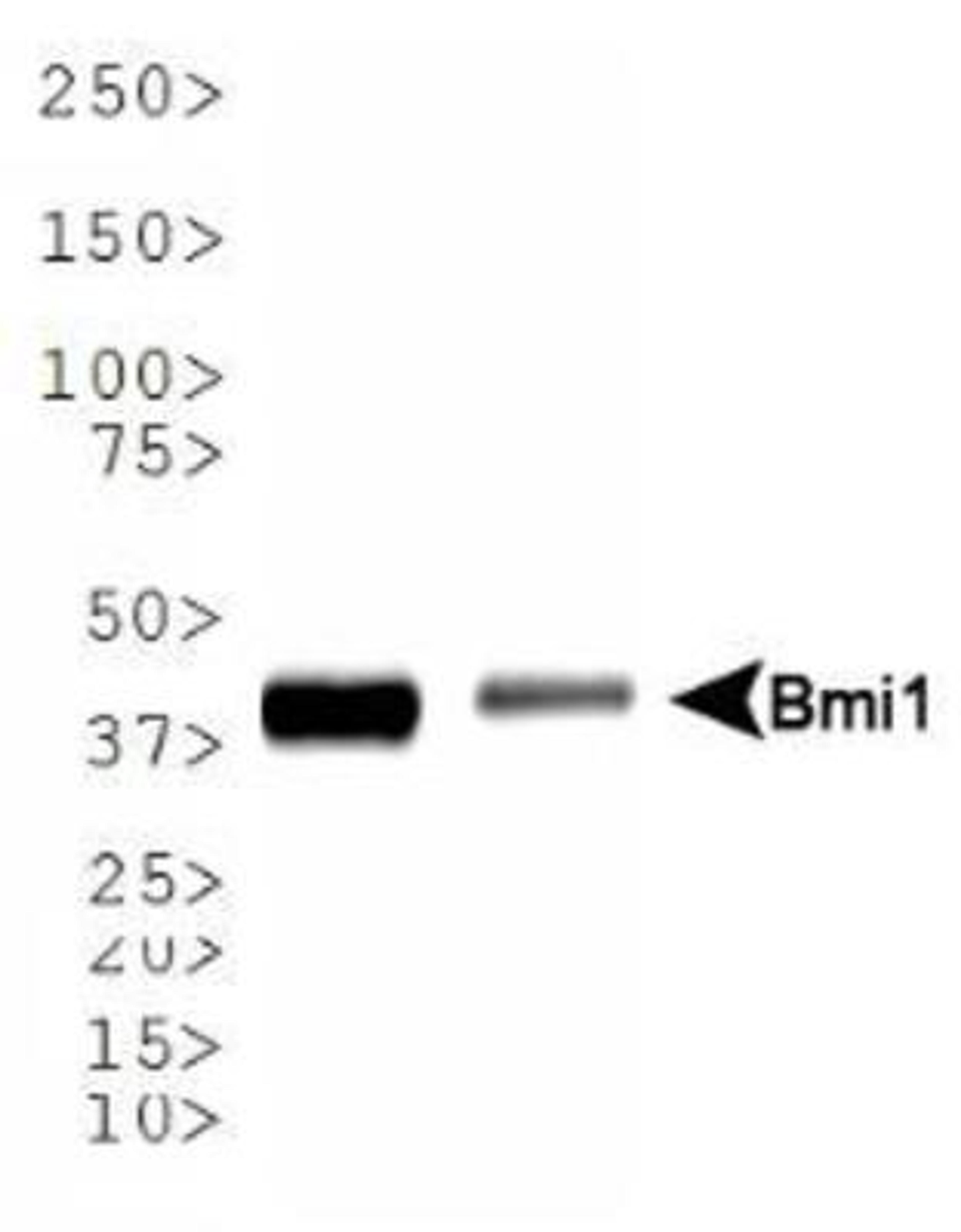 Western Blot: Bmi1 Antibody (LLBmi1-1) [NBP1-96140] - Western blot analysis of Bmi1 expression in 1) U2OS and 2) K562 whole cell lysates using NBP1-96140.