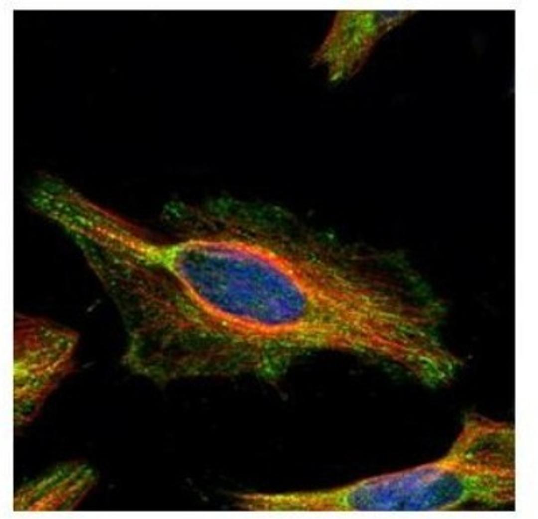 Immunocytochemistry/Immunofluorescence: C21orf33 Antibody [NBP2-15645] - Confocal immunofluorescence analysis of methanol-fixed HeLa, using KNP-I antibody (Green) at 1:500 dilution. Alpha-tubulin filaments are labeled with Alpha-tubulin antibody (Red) at 1:2000.