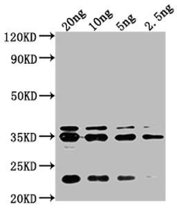 Western Blot. Positive WB detected in Recombinant protein. All lanes: chiA antibody at 1:2000. Secondary. Goat polyclonal to rabbit IgG at 1/50000 dilution. Predicted band size: 32 kDa. Observed band size: 35 kDa. 