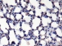 Immunohistochemistry-Paraffin: Beclin 1/ATG6 Antibody (4H10) [NBP1-00085] - Staining of Beclin 1 in mouse lung.