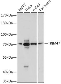 Western blot - TRIM47 antibody (A17803)