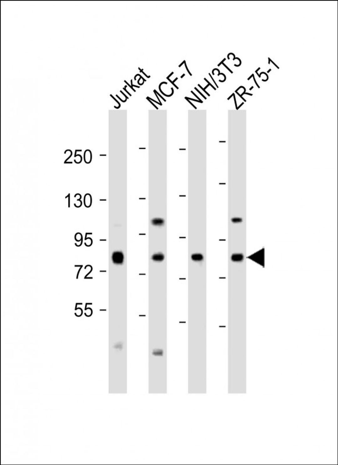 Western Blot at 1:2000 dilution Lane 1: Jurkat whole cell lysate Lane 2: MCF-7 whole cell lysate Lane 3: NIH/3T3 whole cell lysate Lane 4: ZR-75-1 whole cell lysate Lysates/proteins at 20 ug per lane.