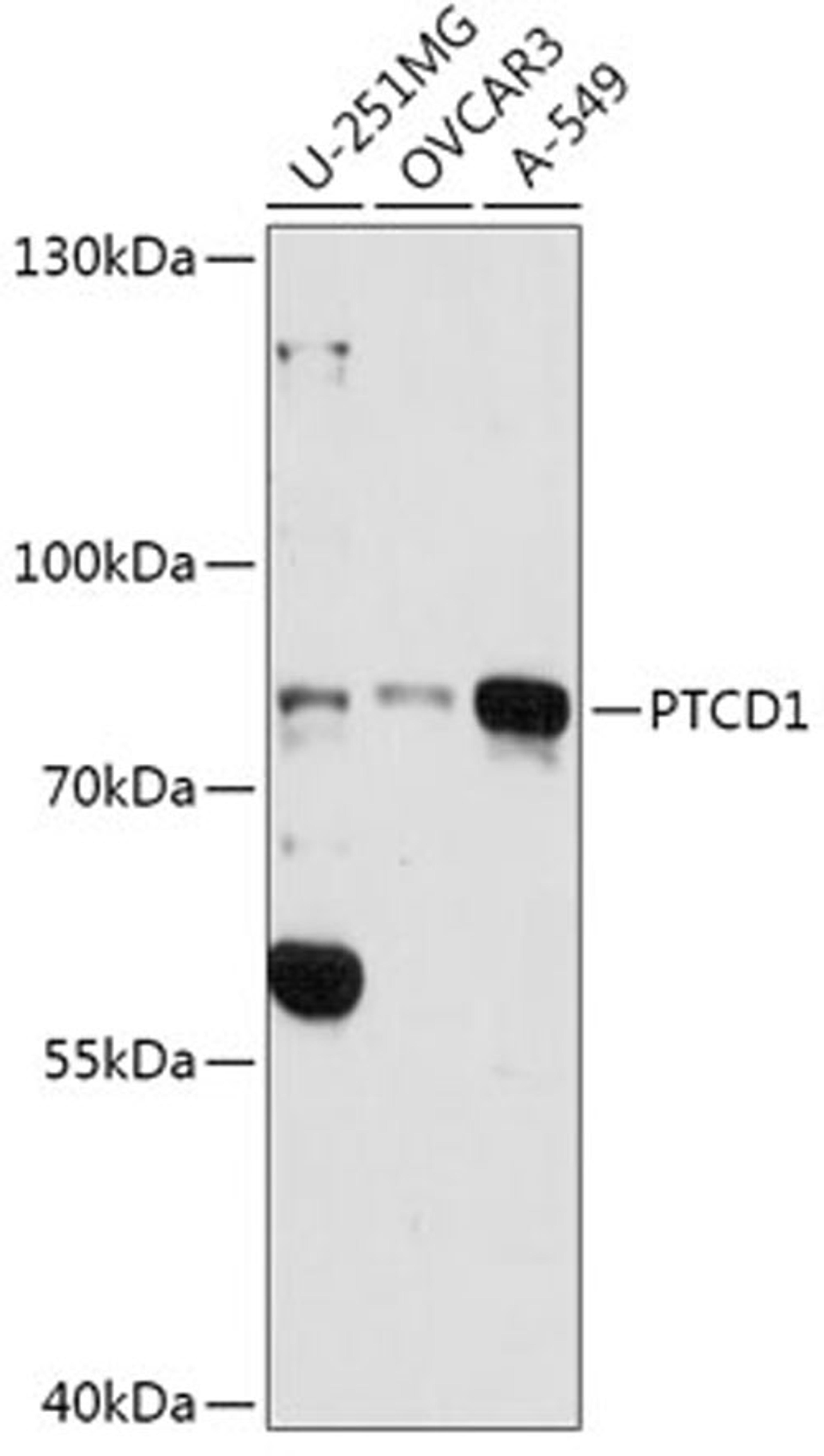 Western blot - PTCD1 antibody (A16219)