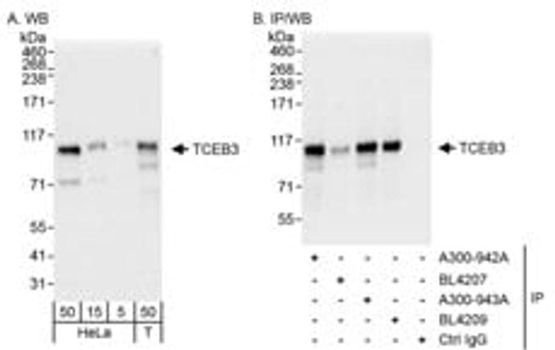 Detection of human TCEB3 by western blot and immunoprecipitation.