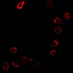 Immunofluorescent analysis of MCF7 cells using CDKN3 antibody