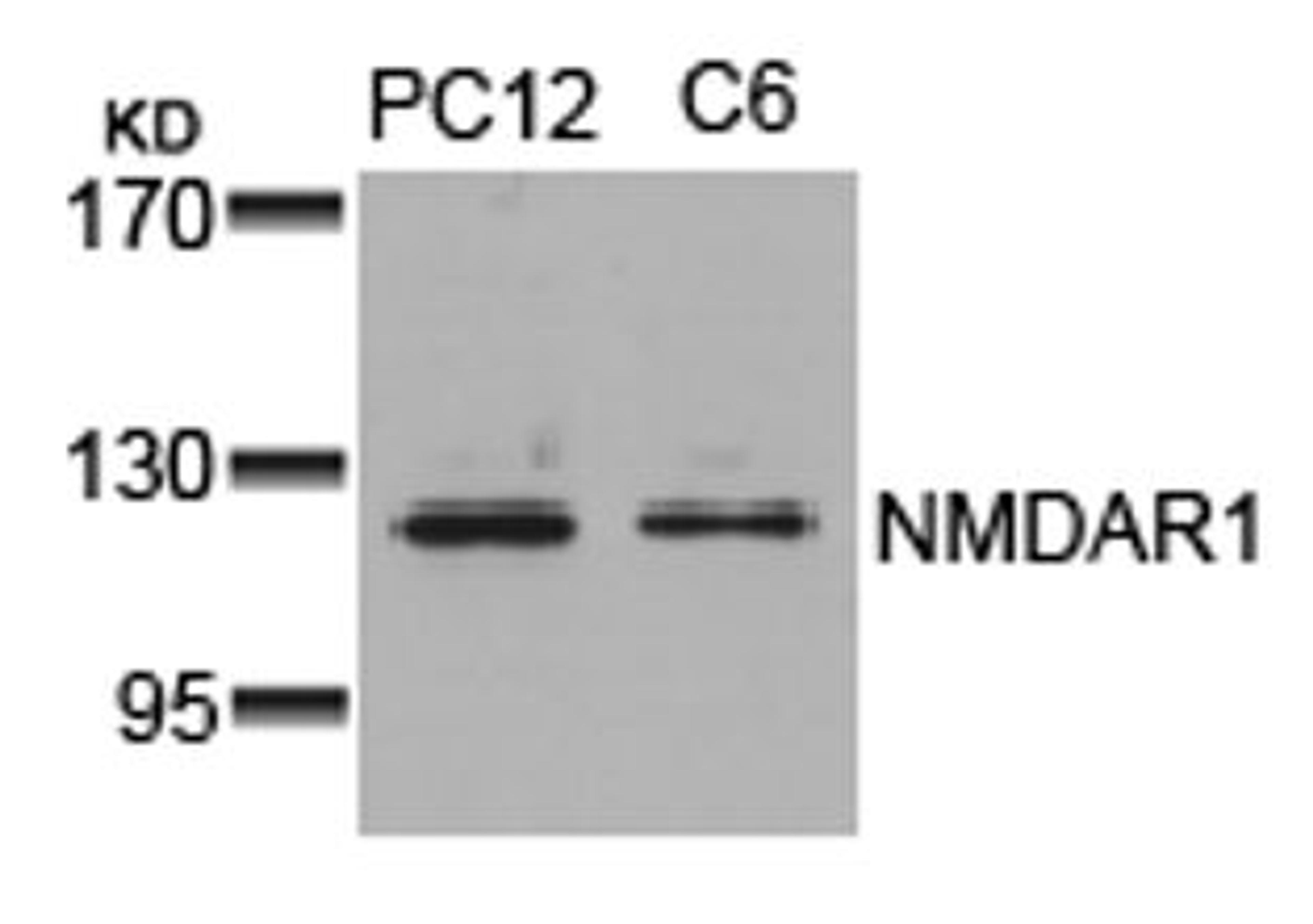 Western blot analysis of lysed extracts from PC12 and C6 cells using NMDAR1 (Ab-896).