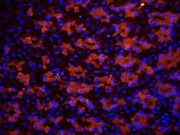 IF image of rat stomach tissue using CXCL5 antibody (primary antibody at 2.5 ug/ml)