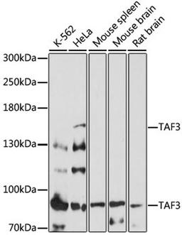 Western blot - TAF3 antibody (A17358)