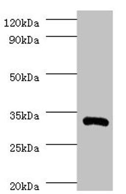 Western blot. All lanes: IL1B antibody at 2µg/ml + Recombinant Interleukin-1 beta protein 0.01µg. Secondary. Goat polyclonal to rabbit IgG at 1/10000 dilution. Predicted band size: 31 kDa. Observed band size: 31 kDa