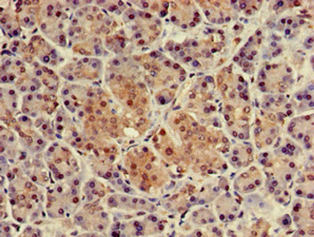 Immunohistochemistry of paraffin-embedded human pancreatic tissue using CSB-PA527662LA01HU at dilution of 1:100