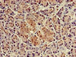 Immunohistochemistry of paraffin-embedded human pancreatic tissue using CSB-PA527662LA01HU at dilution of 1:100