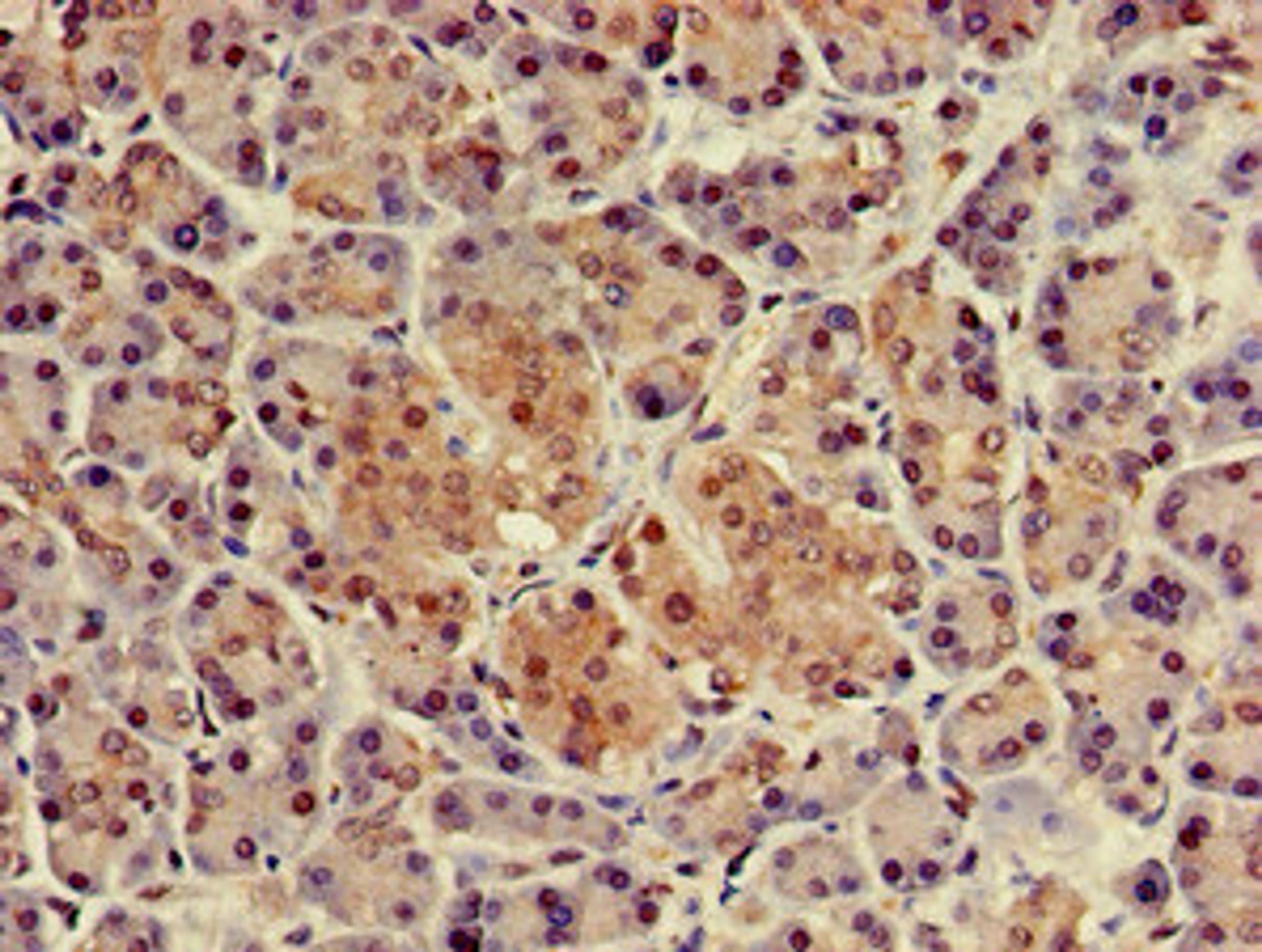 Immunohistochemistry of paraffin-embedded human pancreatic tissue using CSB-PA527662LA01HU at dilution of 1:100