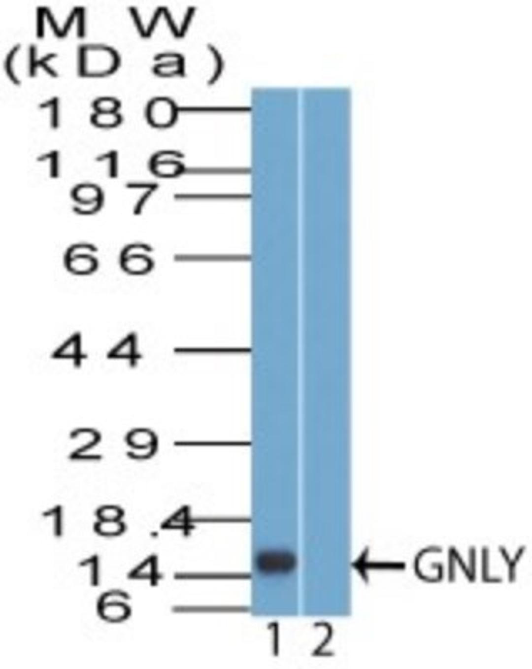 Western Blot: Granulysin Antibody [NBP2-27101] - Analysis of GNLY using HEK293 cell lysate in the 1) absence and 2) presence of immunizing peptide probed with 2 ug/ml of GNLY antibody. Goat anti-rabbit Ig HRP secondary antibody and PicoTect ECL substrate solution were used for this test.