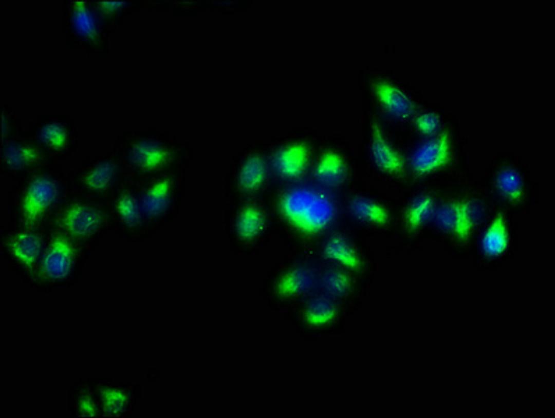 Immunofluorescence staining of Hela cells with CSB-PA001950OJ01HU at 1:133, counter-stained with DAPI. The cells were fixed in 4% formaldehyde, permeabilized using 0.2% Triton X-100 and blocked in 10% normal Goat Serum. The cells were then incubated with the antibody overnight at 4&deg;C. The secondary antibody was Alexa Fluor 488-congugated AffiniPure Goat Anti-Rabbit IgG(H+L).