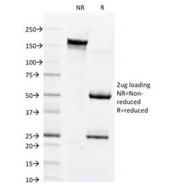 SDS-PAGE Analysis of Purified, BSA-Free Connexin 32 Antibody (clone M12.13). Confirmation of Integrity and Purity of the Antibody.