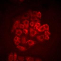 Immunofluorescent analysis of SW480 cells using BOC antibody