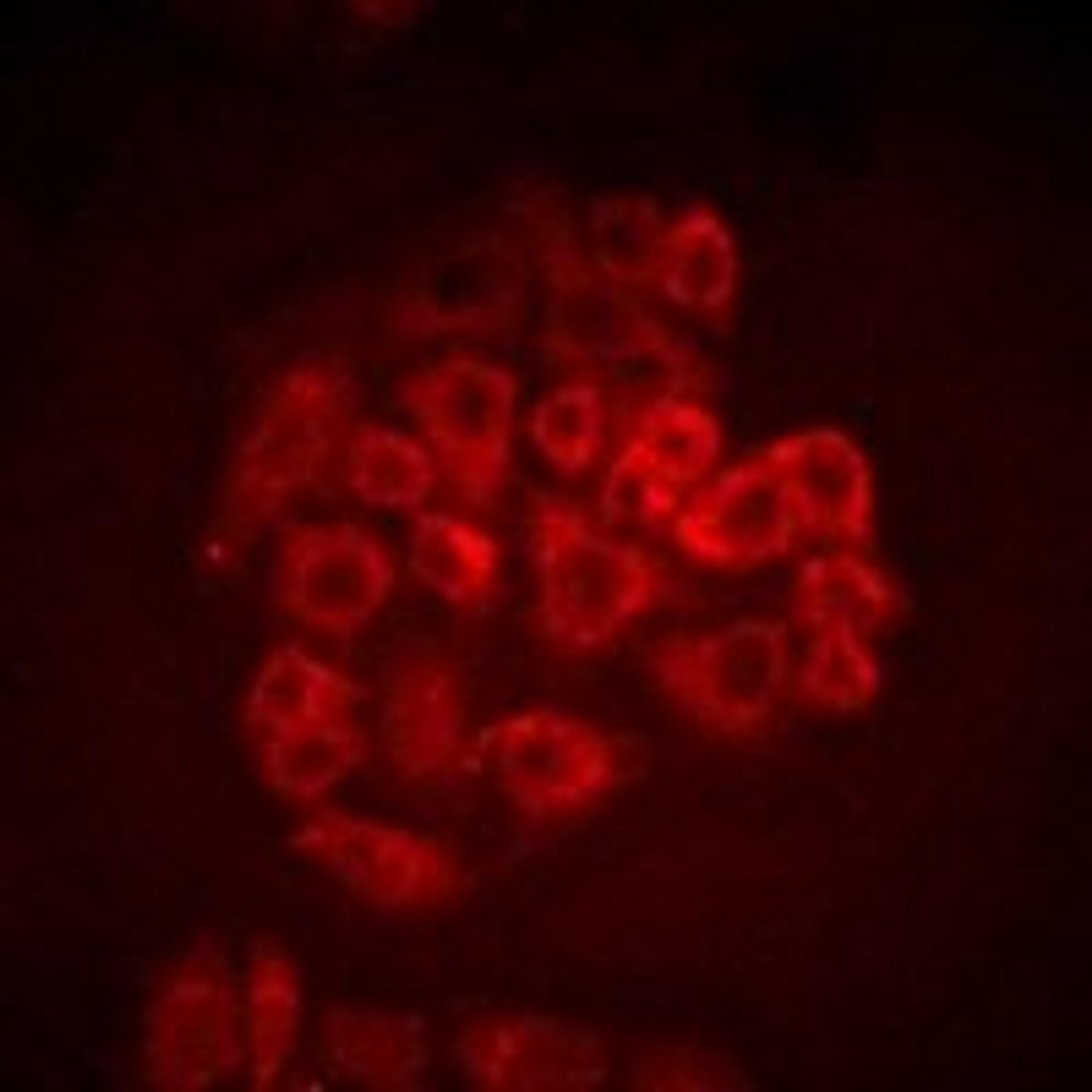 Immunofluorescent analysis of SW480 cells using BOC antibody